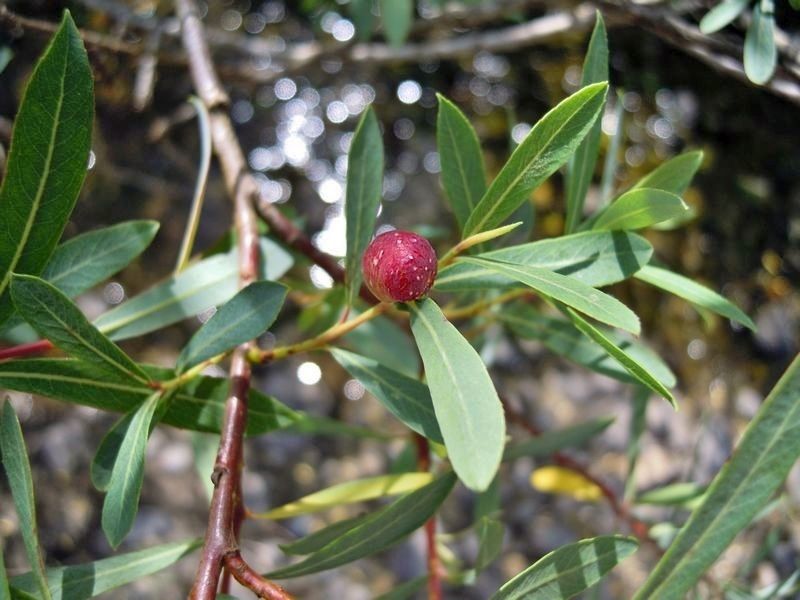 galla di Pontania viminalis (Tenthredinidae)